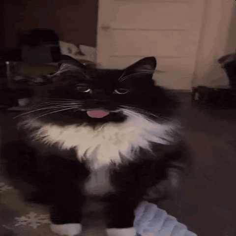 Cat Cute GIF