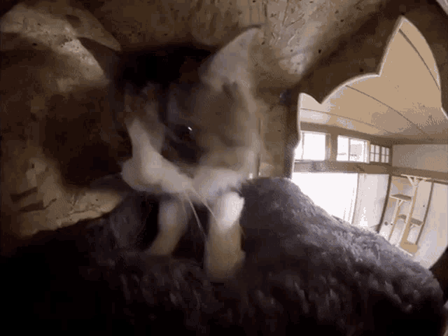 Cat Cute GIF