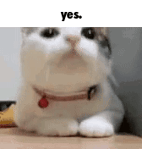 Cat Cute GIF