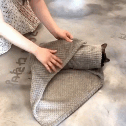 Cat Cute GIF