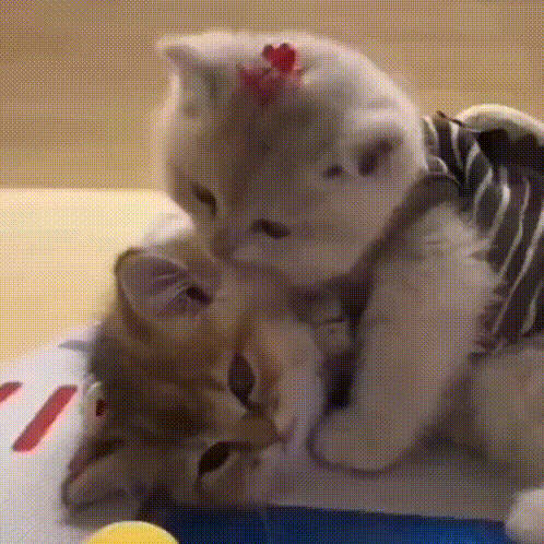 Cat Cute GIF