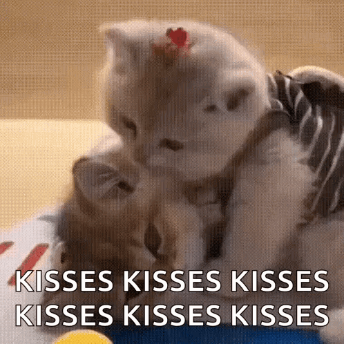Cat Cute GIF