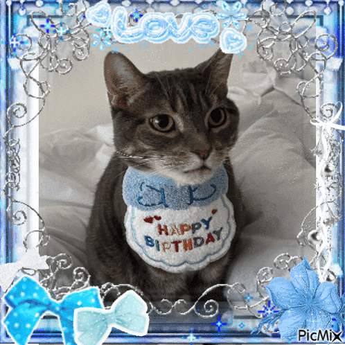 Cat Cute GIF