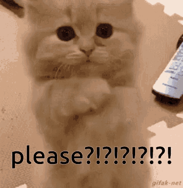Cat Cute GIF