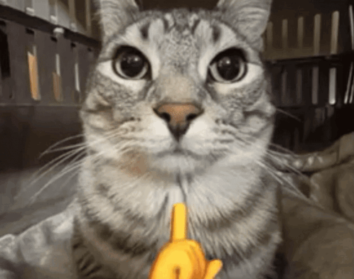 Cat GIF