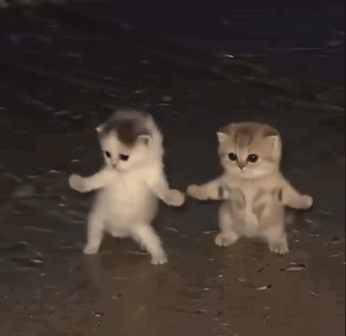 Cat Dance Kitten GIF