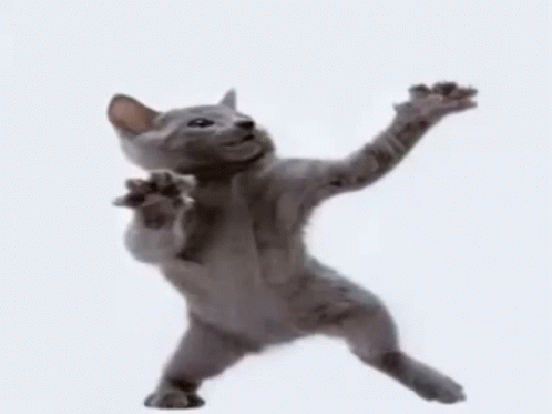 Cat Dance GIF