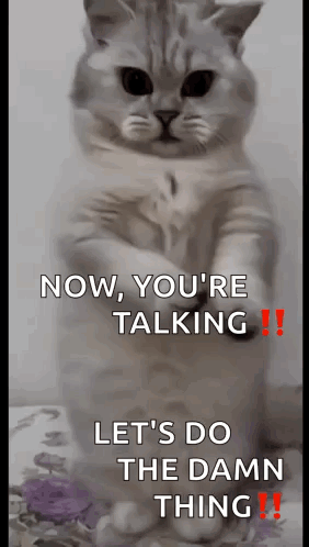 Cat Dance GIF