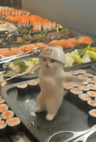 Cat Dance GIF