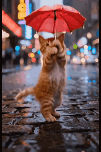 Cat Dancing GIF