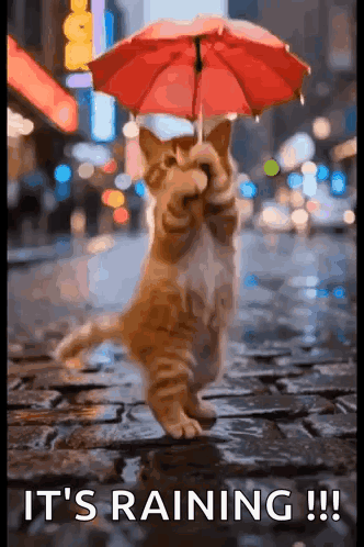 Cat Dancing GIF
