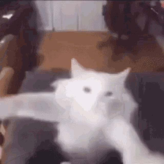 Cat Dancing Meme Dancing GIF