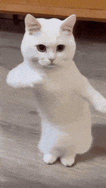 Cat Dancing To Party Rock Anthem GIF