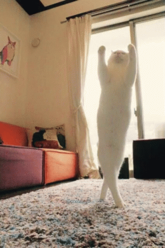 Cat Dancing GIF