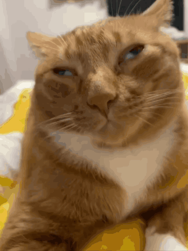 Cat Derpy GIF