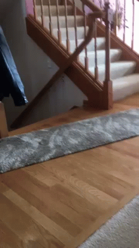 Cat Doggy GIF