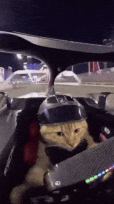 Cat Driving Fast Cat GIF