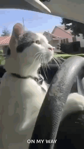 Cat Driving GIF