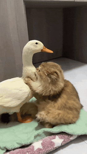 Cat Duck GIF