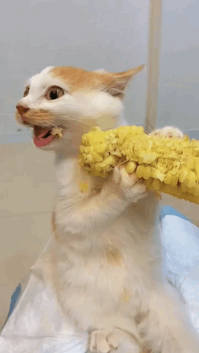 Cat Eating GIF