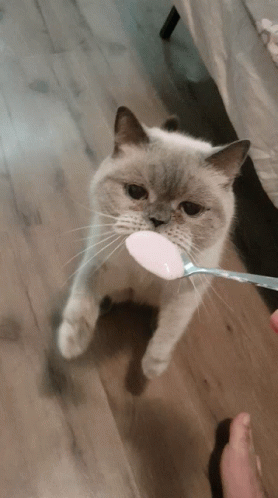 Cat Eating GIF