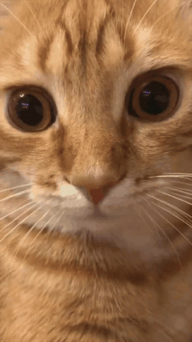 Cat Eye GIF