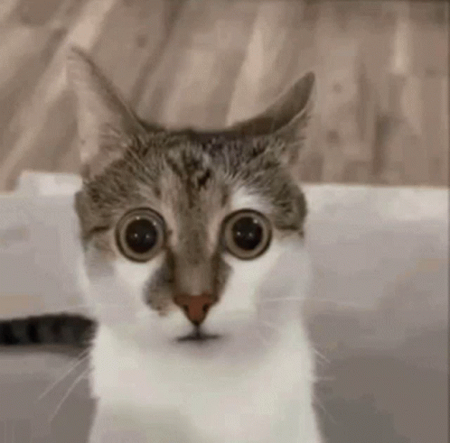 Cat Eyes GIF
