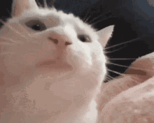 Cat GIF