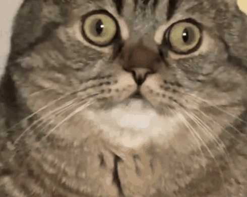 Cat Face GIF