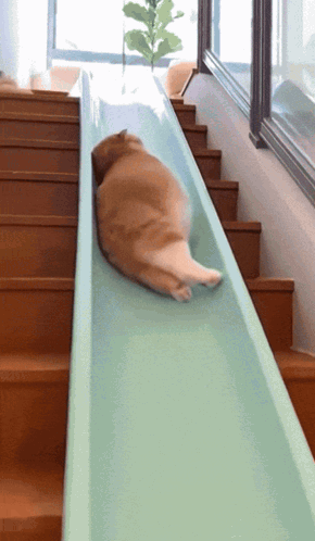 Cat Fast Cat GIF