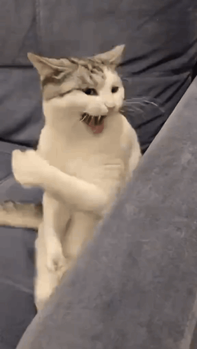 Cat Fighting Cat GIF