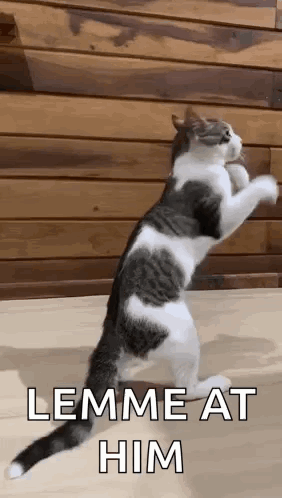 Cat Fighting Cat Punching GIF