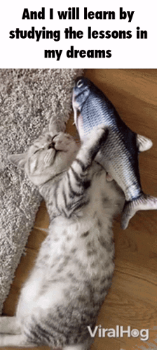 Cat Fish GIF