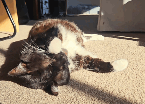 Cat Funny Cat GIF