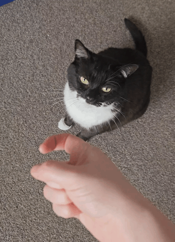 Cat Funny Cat GIF