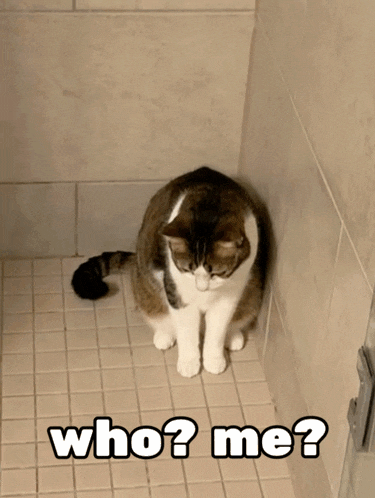 Cat Funny Cat GIF