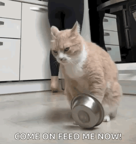 Cat Funny GIF