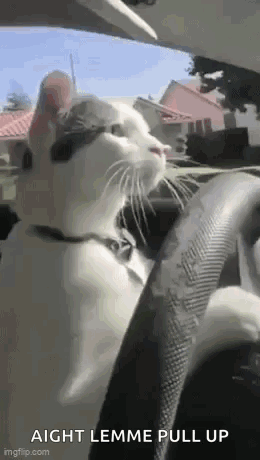 Cat Funny GIF
