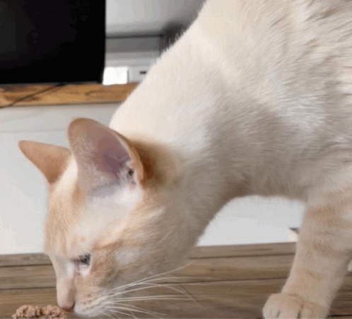 Cat Gagging GIF