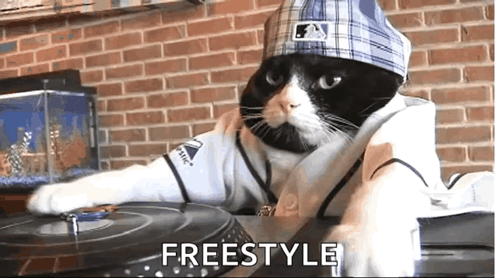 Cat Gato GIF