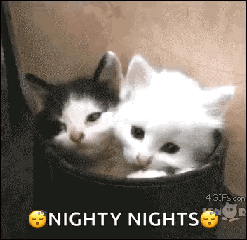 Cat Good Night GIF