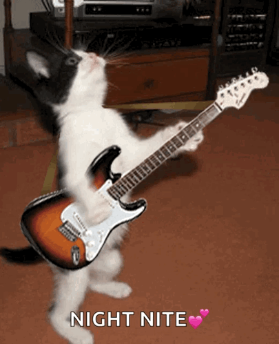 Cat Guitar GIF