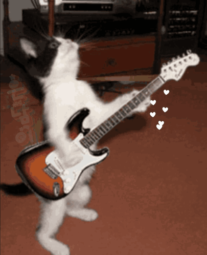 Cat Guitarist GIF