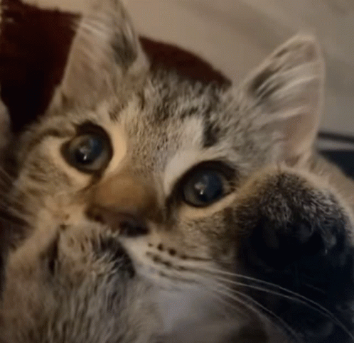 Cat Hand GIF
