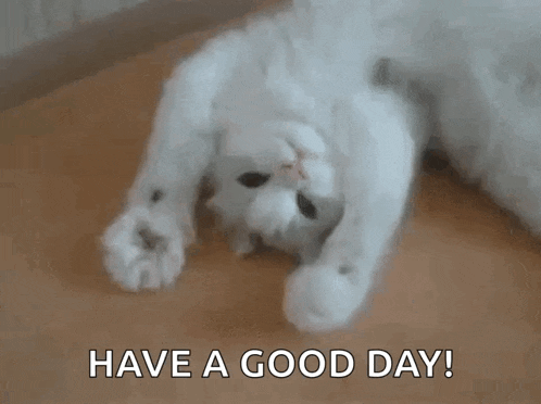 Cat Hands Up GIF