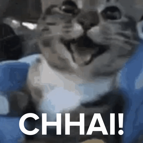 Cat Happy GIF