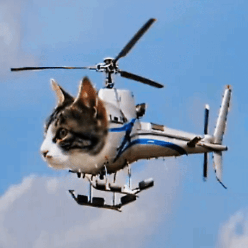 Cat Helicopter GIF