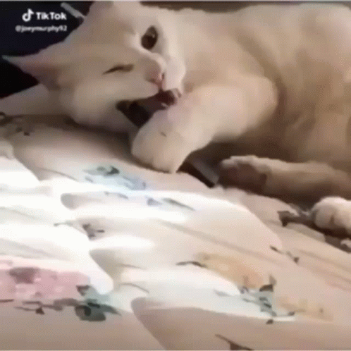 Cat Hits Juul GIF