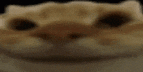 Cat GIF