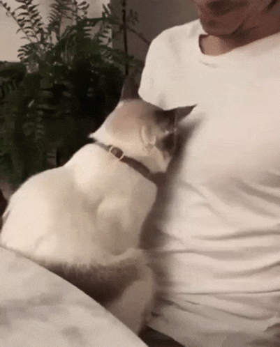 Cat Hug GIF
